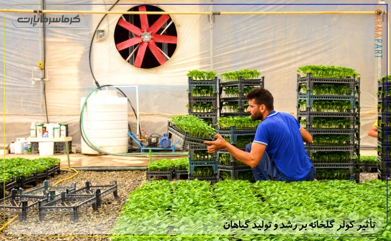 تأثیر کولر گلخانه بر رشد و تولید گیاهان
