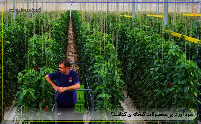 سودآورترین محصولات گلخانه‌ای کدامند؟