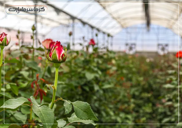 گل رز هلندی؛ سودآورترین محصولات گلخانه