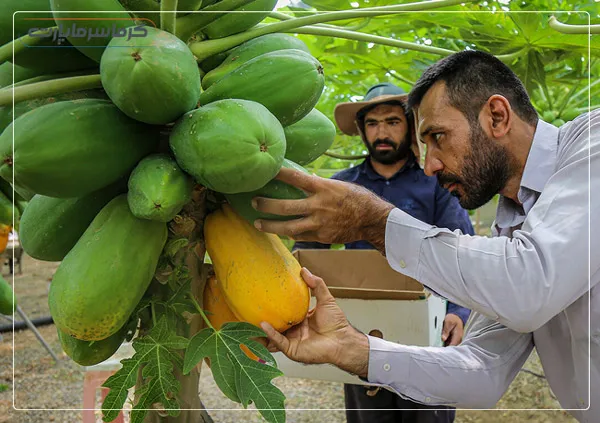 کشت میوه های استوایی در گلخانه