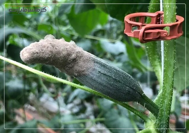 کنترل بیماری و قارچ بر روی محصول گلخانه